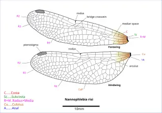 Diagram of Nannophlebia wings