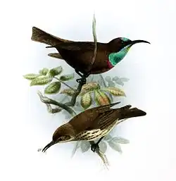 illustration of two sunbirds; the one on the top with a brownish body, blue-green on the face and head, and a blackish stripe through the eyes, and the one on the bottom with brownish upperparts and darks-streaked pale underparts