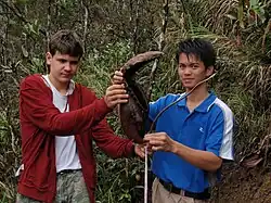 The 41 cm (16 in) pitcher found on The Sabah Society's March 2011 trip to Mesilau