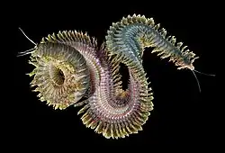 Sandworms eat seaweed and microorganisms and can be over 4 feet (1.2 m) long.