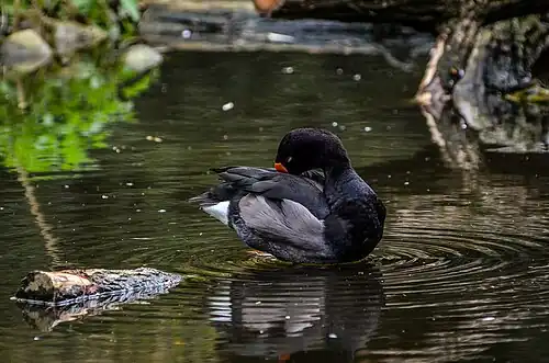 Adult male preening