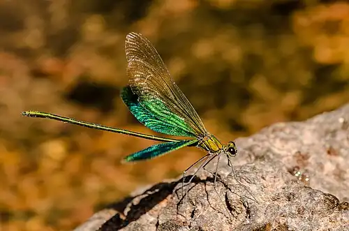 Neurobasis chinensis male (wing flashing)