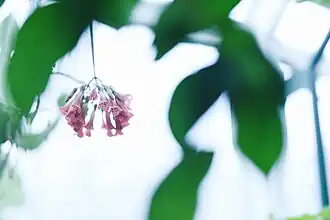 Close up of a flower in the greenhouse.
