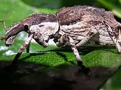 Ngaio weevil on Stephens Island