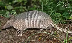 Brown armadillo