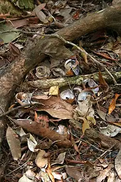 Small collection of broken snail shells next to large root on leafy forest floor