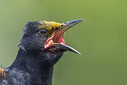 North Island saddleback Philesturnus rufusater