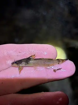 Northern Madtom, Cussewago St, Venango, PA, US imported from iNaturalist photo 452728611.jpg