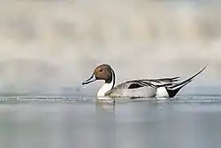 Northern_pintail_at_Taudaha_Kathmandu