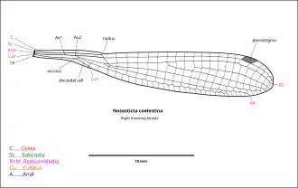 Detail of Nososticta coelestina wing