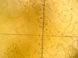 "Nostoc flagelliforme" under a microscope