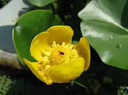 Dwarf water lily