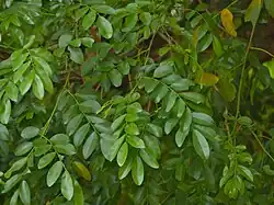 imparipinnate leaves