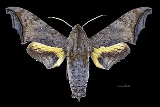 Male dorsal (coll.MHNT)