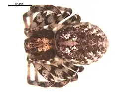 Species specimen