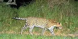 Ocelot (Leopardus pardalis) with tracking collar, Laguna Atascosa National Wildlife Refuge, Cameron Co. Texas.