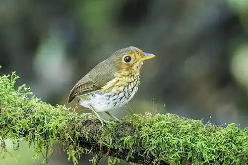 Ochre-breasted antpitta (Grallaricula flavirostris mindoensis) Paz de las Aves.jpg