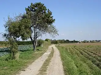The plateau between the village and the sea
