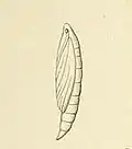 Pupa