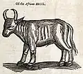 African Bugil-Cow woodcut