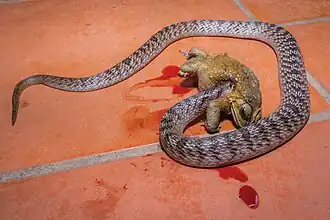 O. ocellatus eating an Asian common toad.