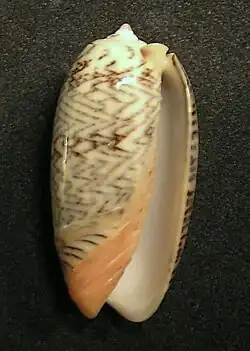 Oliva elegans zigzag