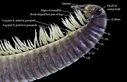 Male Ommatoiulus moreleti (Julida, Julidae) showing juliform characteristics: large collum, two pair of gonopods, and fused, cylindrical body segments. The hook-shaped first leg pair is unique to Julida.