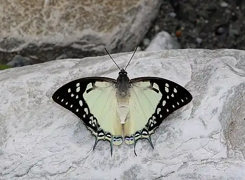Dorsal view