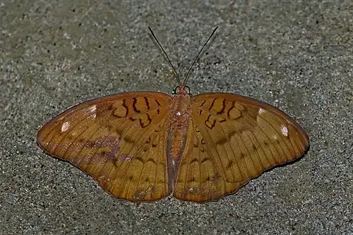 Dorsal view (female)