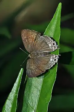 Dorsal view (female)