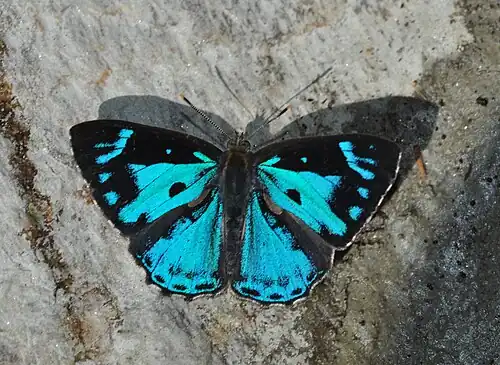 Dorsal view (male)
