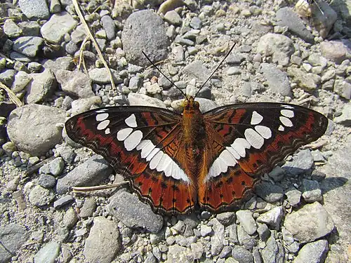 Dorsal view