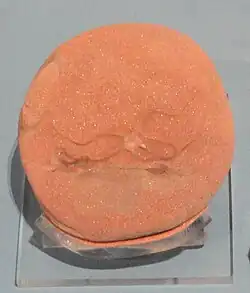 Fossile of Ophioderma tenuibrachiata (Early Jurassic)