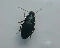 Ophonus cribricollis