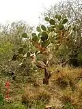 Opuntia alta, South Texas Plains