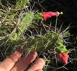 Spiny flat leaves of a cactus with red projections at the tip of two