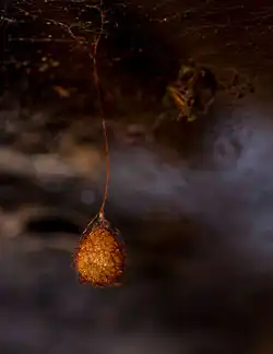 Orange spider egg sac hanging from ceiling