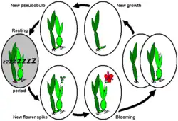 Annual life cycle of sympodially growing orchids with dormancy after completion of new growth/pseudobulb, e.g., Miltonia, or Odontoglossum