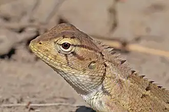 Female head in Bardia, Nepal