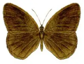 Orsotriaena medus moira, the upper surfaces of the wings of the species are unmarked and plain brown