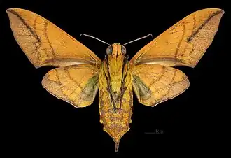 Oryba kadeni ♀ △