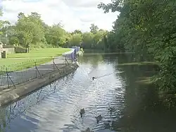 A wide path on the left of the image, with a beck on the middle and right, upon which several ducks are swimming towards the camera
