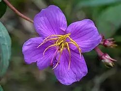 Osbeckia stellata, October 2024