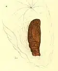 Pupa