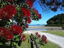 Pōhutukawa at Baddeleys Beach on Millon Bay