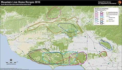 P-22's home range in comparison to other pumas'.