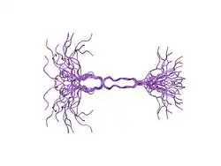 1ejp: SOLUTION STRUCTURE OF THE SYNDECAN-4 WHOLE CYTOPLASMIC DOMAIN