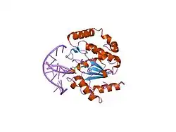 1emh: CRYSTAL STRUCTURE OF HUMAN URACIL-DNA GLYCOSYLASE BOUND TO UNCLEAVED SUBSTRATE-CONTAINING DNA