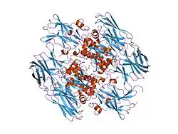 1evu: HUMAN FACTOR XIII WITH CALCIUM BOUND IN THE ION SITE