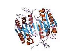 1k86: Crystal structure of caspase-7